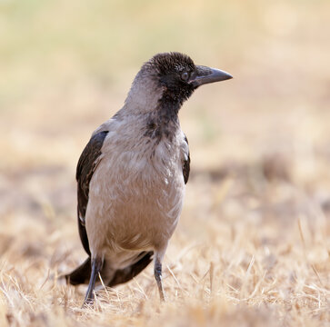 Hooded Crow (Corvus cornix) standing upright in dry yellow grass, looking slightly to the side.