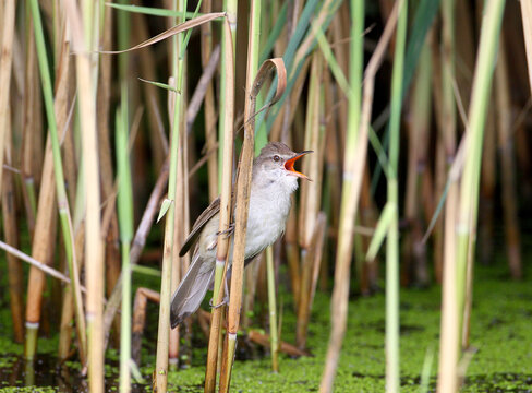 Great Reed Warbler (Acrocephalus arundinaceus) perching on reed stems with its bill wide open, singing loudly.