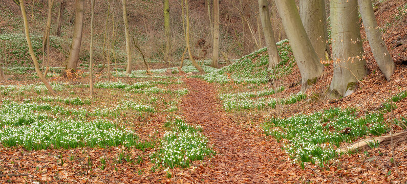 Wanderweg durch Wald im zeitigen Fr&uuml;hling, bl&uuml;hende M&auml;rzenbecher bedecken den Boden, Th&uuml;ringen, Deutschland 