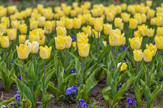 Yellow Tulip Field in Spring Bloom with Purple Flowers