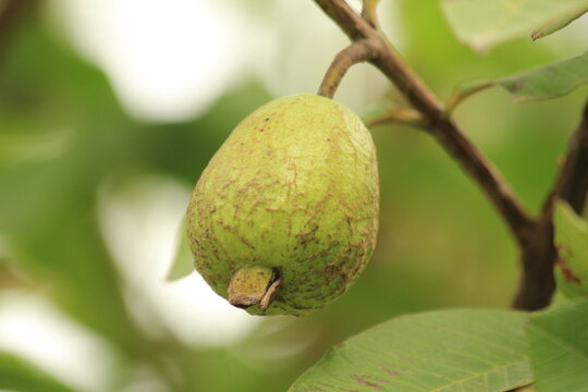Green Guava