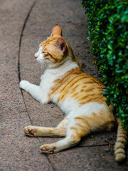 Orange and White Tabby Cat Resting Beside a Green Hedge © TranPhuoc