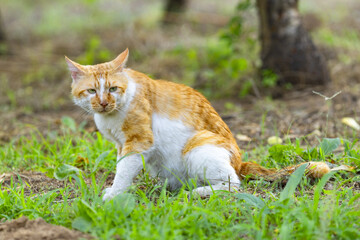 Orange and White Cat Sitting on Grass Outdoors © TranPhuoc