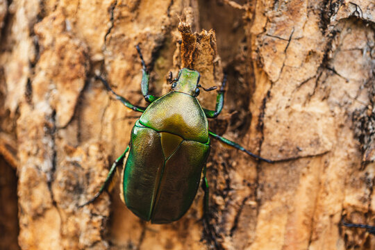 Metallic Green Beetle on Tree Bark Close Up