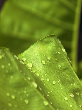 Fresh Green Leaves with Water Droplets Close Up