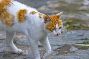 Orange and White Cat Walking on Stone Path Outdoors © TranPhuoc