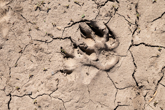 Hoofprint in cracked dry soil