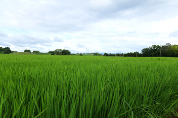 Obraz premium Japanese countryside with rice fields and rural landscape