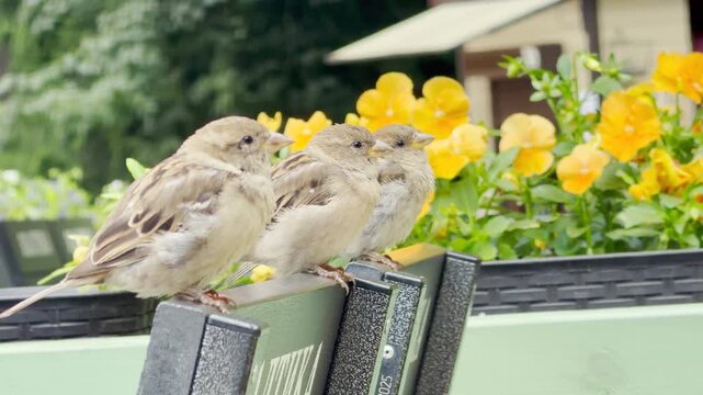 Three young sparrows perch together on a dark ledge before bright yellow flowers. This cozy group feels calm, sweet, and peaceful in the natural outdoor setting.