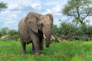 Fototapeta premium Elephant bull searching for food and water in the Kruger National Park in South Africa