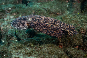 Fototapeta premium Octopus swimming near Socorro Island in Revillagigedo Archipelago