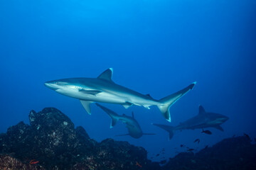 Fototapeta premium Silvertip sharks at cleaning station in Mexico, Socorro Island