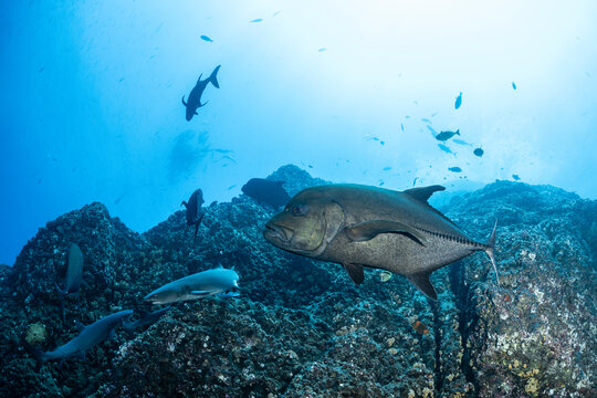 Black trevally swims near rocky reefs at Socorro Island in Mexico