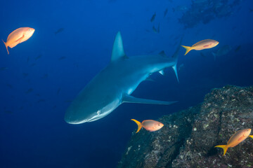 Obraz premium Silky shark swimming near cleaning station in Mexico's Socorro Island
