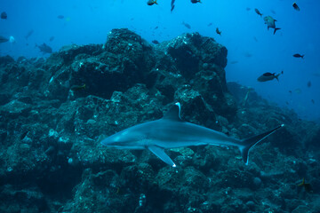 Obraz premium Silvertip shark at cleaning station in Socorro Island, Mexico