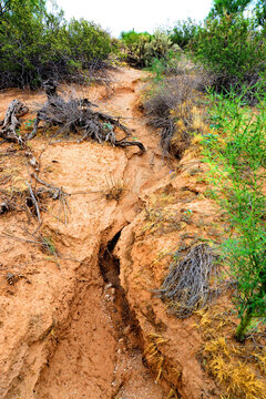 Arizona Desert Arroyo