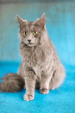 Portr&auml;t einer Nebelung Katze