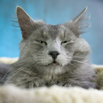 M&uuml;de Nebelung Katze in ihrem Katzenbettchen