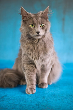 Portr&auml;t eines Nebelung Katers