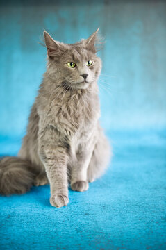 Portr&auml;t eines Nebelung Katers