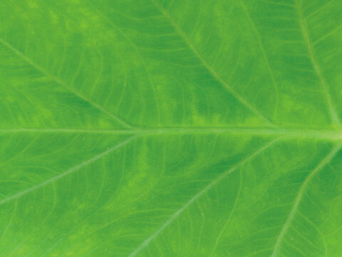 Vibrant green taro leaf vein texture macro close-up view for tropical botanical background.