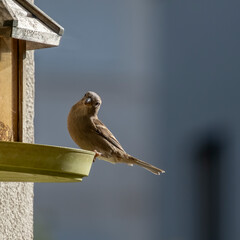 repas matinal en hivers © Micheline