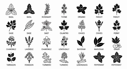 Obraz premium Collection of various herbs and spices vector icons, perfect for culinary and food-related designs and illustrations