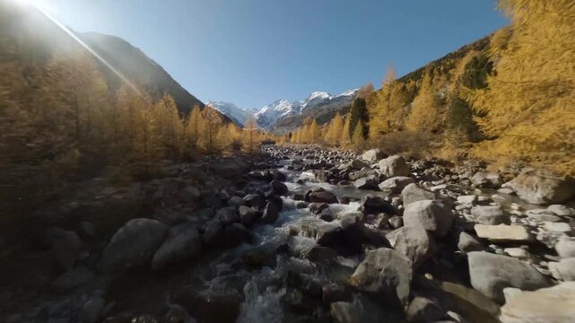 FPV aerial view of Engadin Valley with golden larch trees and a rocky stream flowing through the alpine landscape in Meggen, Luzern, Switzerland.