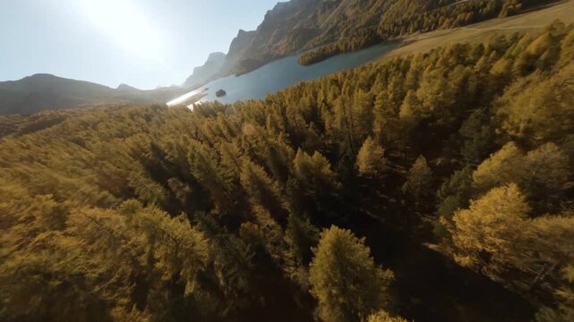 FPV aerial view of the golden larch trees in the Engadin Valley, Switzerland.