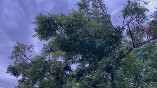 Neem Tree Foliage Swaying in Wind Against Overcast Twilight Sky Video