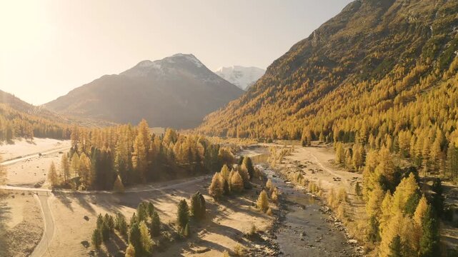 FPV aerial view of the golden larch trees and river flowing through the Engadin Valley in Meggen, Luzern, Switzerland.