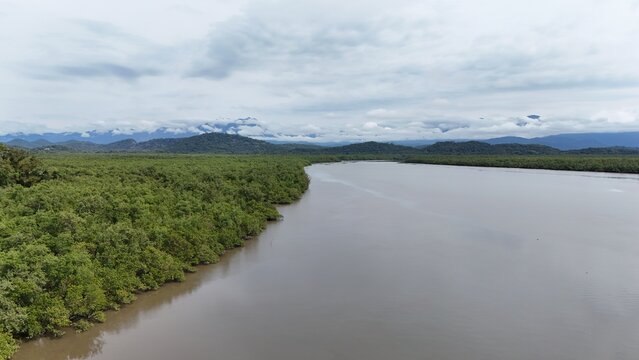 Mangue - Antonina-PR
