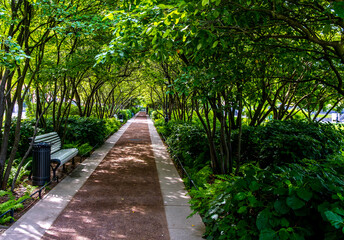Fototapeta premium A summer pedestrian path in the park, surrounded by the greenery of the trees.