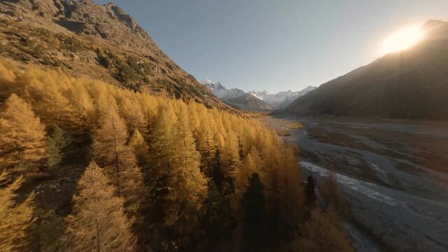 FPV aerial view of the golden larch trees and mountain landscape of the Engadin Valley, Switzerland.