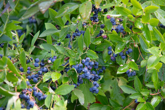 blueberries on a bush