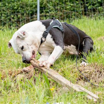 chien en forme