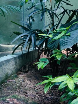 palm trees in the garden, snake