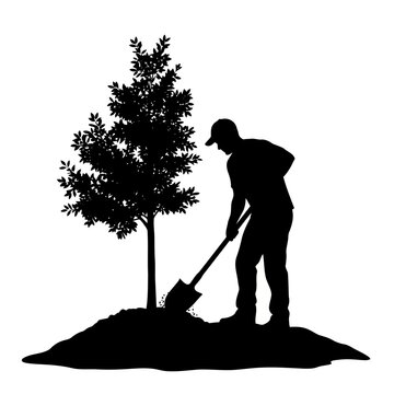 Video silhouette of a man planting a tree with a shovel