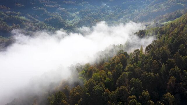 Aerial top down view of autumn misty forest canopy 