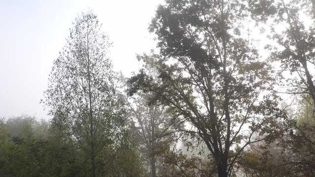 Flying with a drone in misty forest through trees aerial view