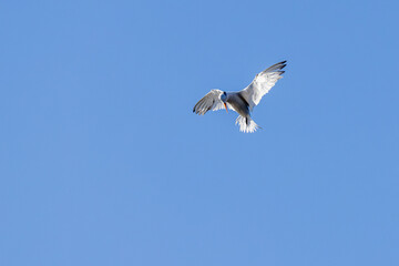 Obraz premium Tern hovering with wings raised against clear blue sky, Florida