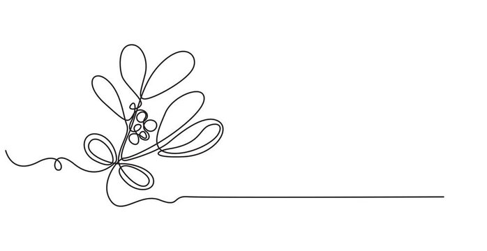Animation of Continuous One Single Line Drawing of Mistletoe Winter Flower, Minimal Monoline Christmas Botanical Design, Hand Drawn Holiday Foliage, Seamless Loop Motion Graphics, Alpha Channel, 4K Vi