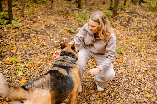 Woman Dog owner petting American Akita in autumn forest. Joyful pet walker with red and dark canine friend among yellow leaves. Professional animal handler outdoors.