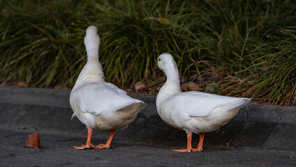 two ducks with curiousity looks at the grasses on the sidewalks © Taka