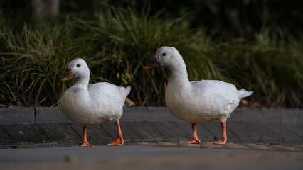 two wild ducks walking on the sidewalks in Zhangjiang, Shanghai, China © Taka
