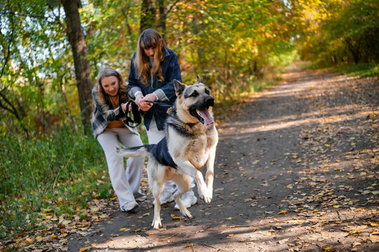 Professional dog trainers holding East European Shepherd in autumn forest. Women handlers with jumping grey and black canine on leash. Active pet owners managing behavior outdoors.