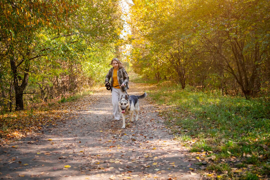 Active woman dog walker running with East European Shepherd in autumn forest. Woman athlete with grey and black canine on leash. Professional animal handler exercising outdoors.