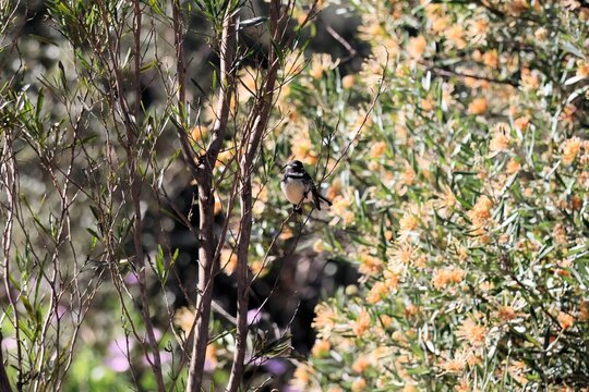 Grey Fantail (Rhipidura albiscapa) perched amongst grevillea flowers