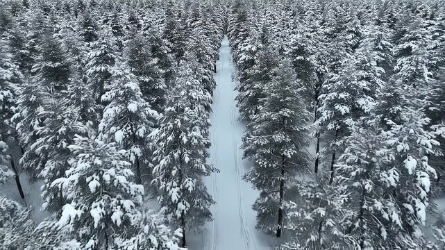 Aerial Drone Shot Flying Over Snow Covered Pine Tree Forest With Winter Road Path Through Woods Landscape Video Footage