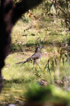 Grey Currawong (Strepera versicolor) searching for ground insects, South Australia